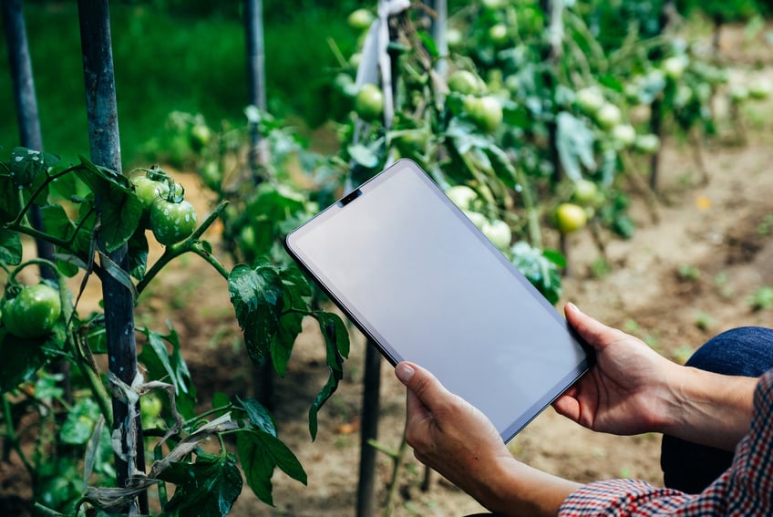 Woman checking tomato plants using digital tablet. Innovative agricultural technologies concept.